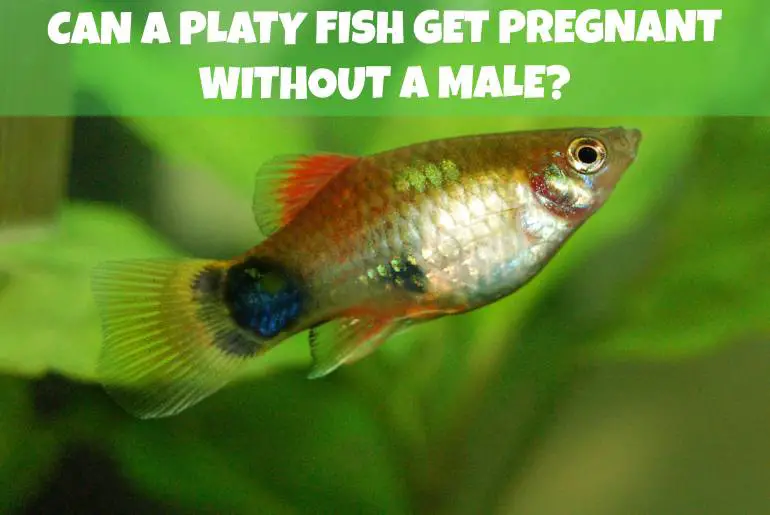 can platy fish get pregnant without a male?
