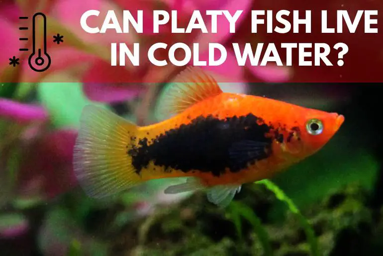 can platy fish live in cold water