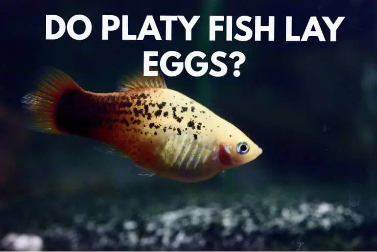Do Platy Fish Lay Eggs?