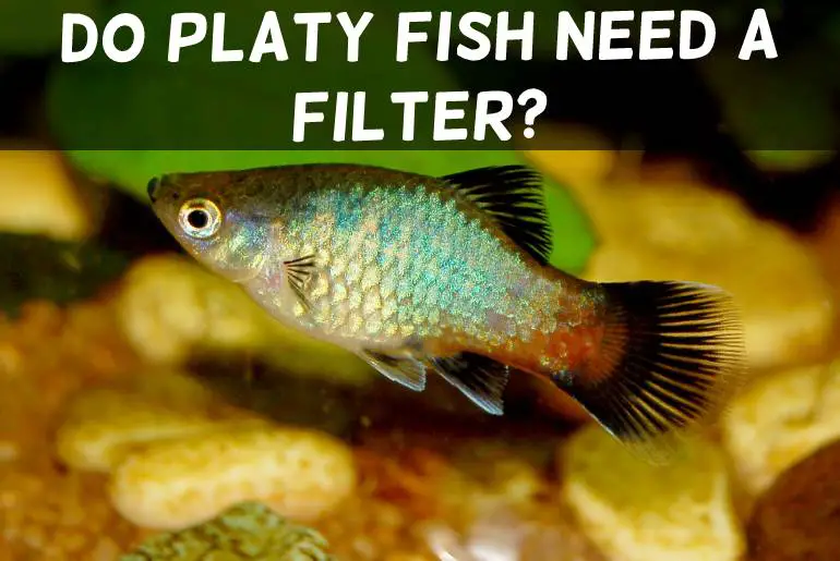 do platy fish need a filter
