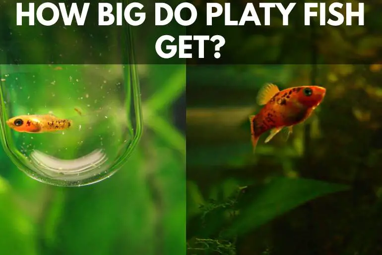 HOW BIG DO PLATY FISH GET?