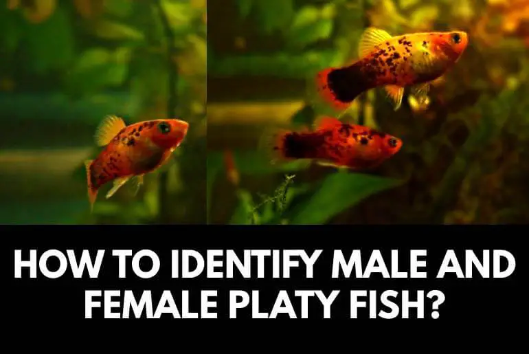 how to identify male and female platy fish