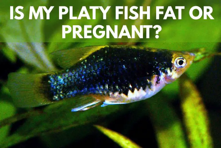 is my platy fish fat or pregnant?