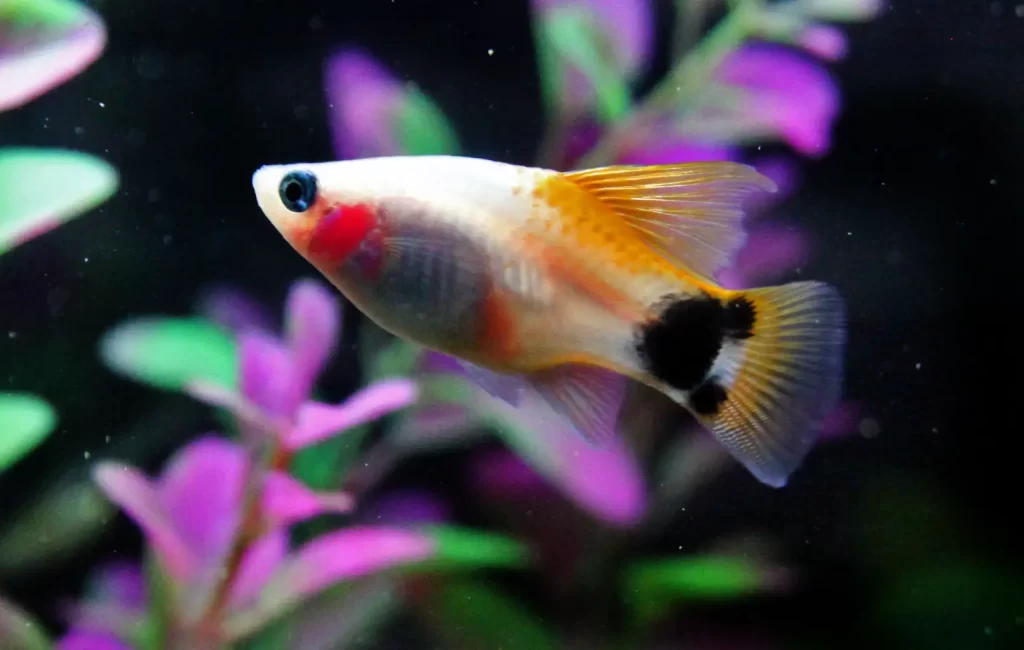 mickey mouse platy fish