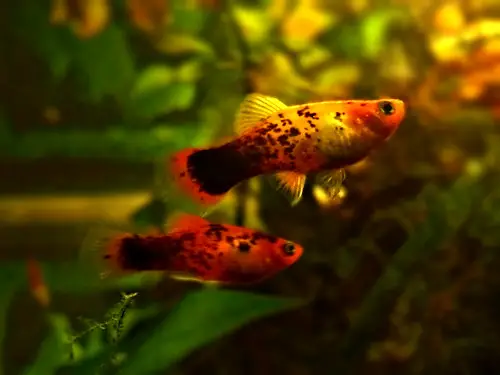 neon gold platy fish