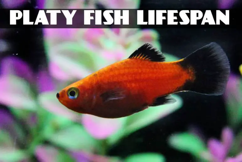 Platy Fish Lifespan