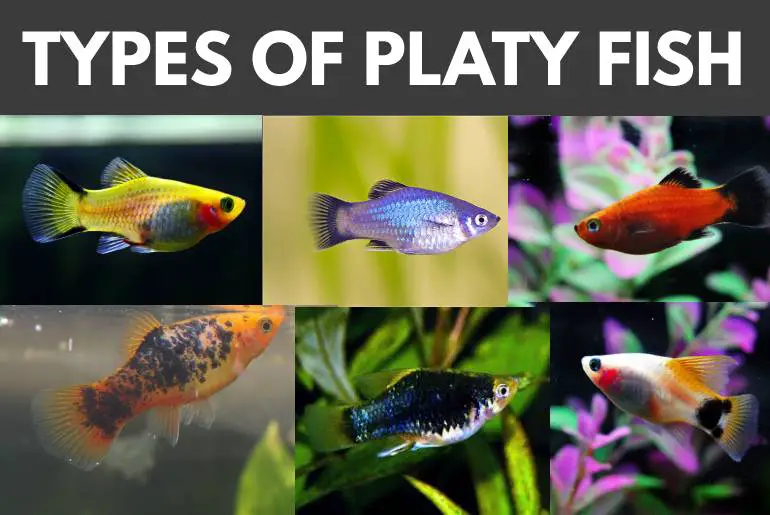TYPES OF PLATY FISH