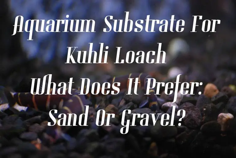 Aquarium Substrate For Kuhli Loach| What Does It Prefer: Sand Or Gravel?