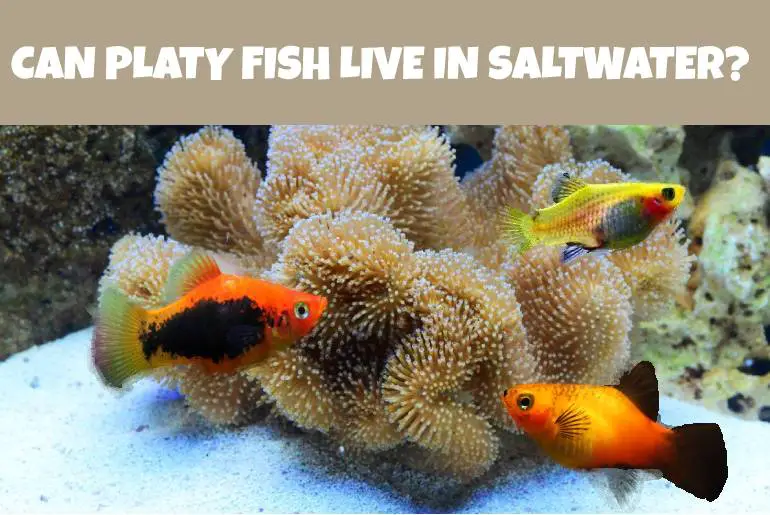 can platy fish live in saltwater