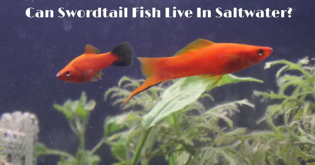 Can Swordtail Fish Live In Saltwater?