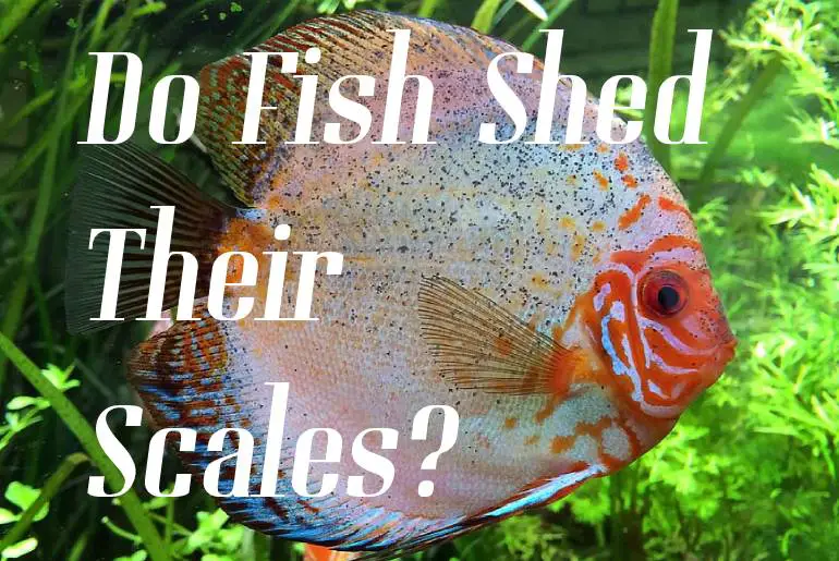 Do Fish Shed Their Scales