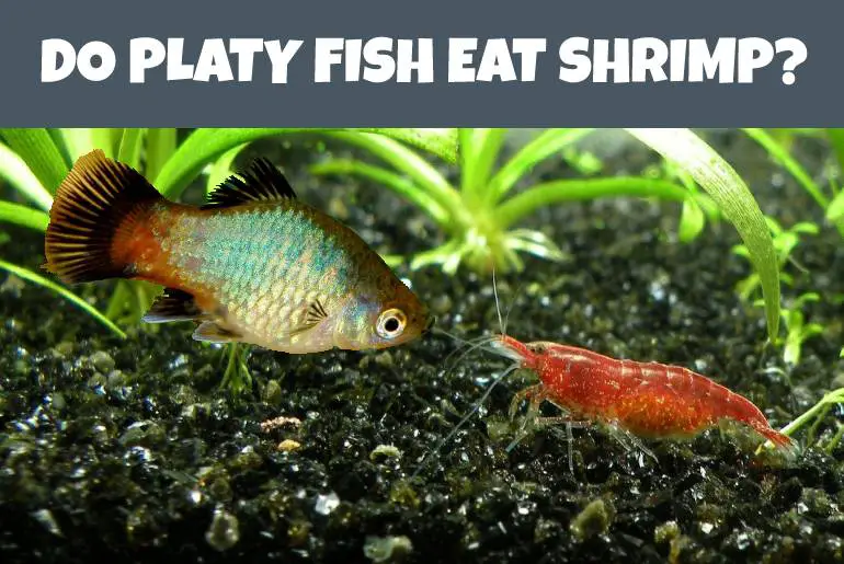 do platy fish eat shrimp