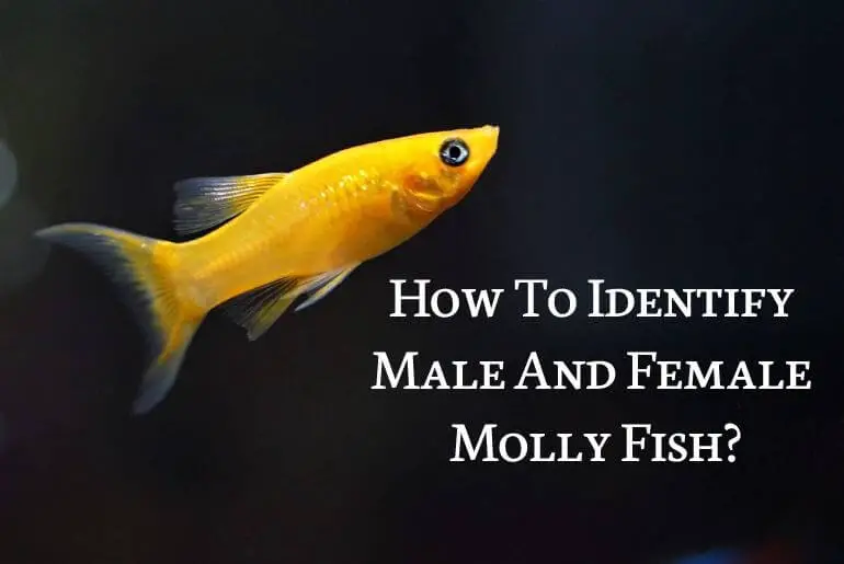Identify male and female molly fish