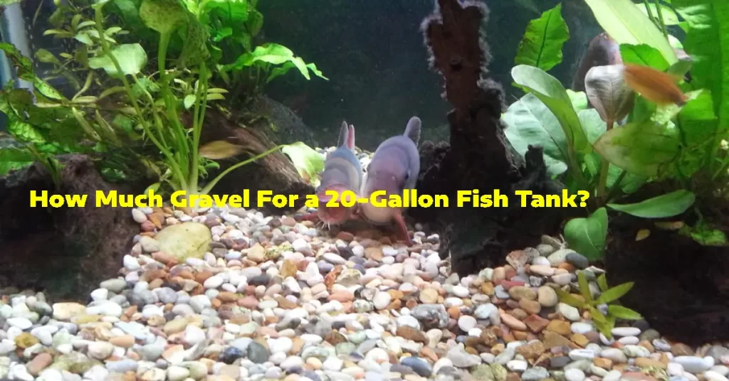 How Much Gravel For a 20-Gallon Fish Tank