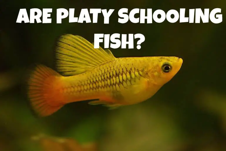 Are Platy Schooling Fish?