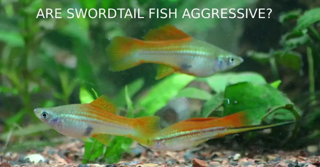 Are Swordtail Fish Aggressive?