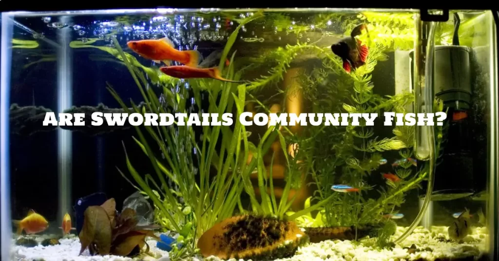 Are Swordtails Community Fish