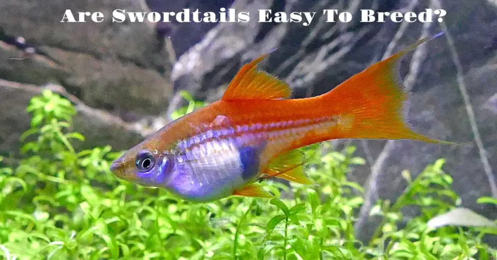 Are Swordtail Fish Easy To Breed