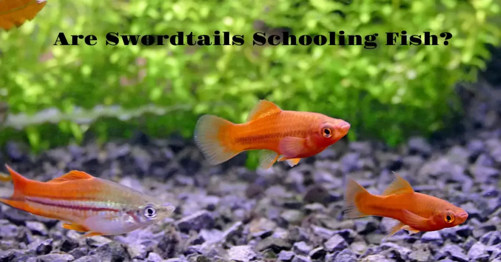 Are Swordtails Schooling Fish?