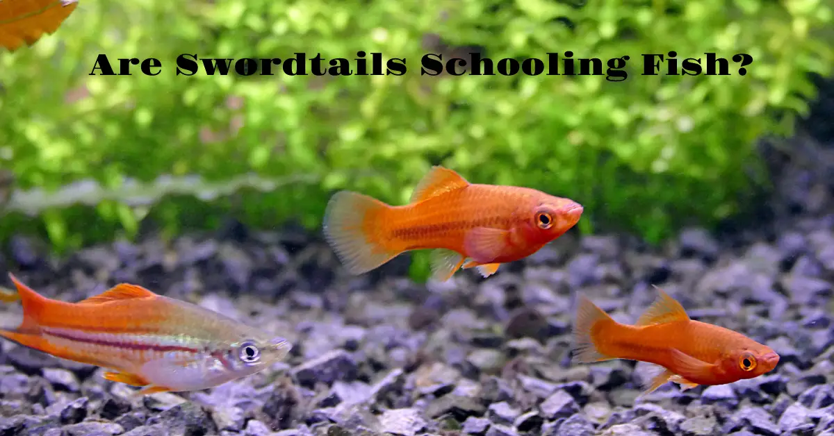 Are Swordtails Schooling Fish? - Fish Keeping Guide