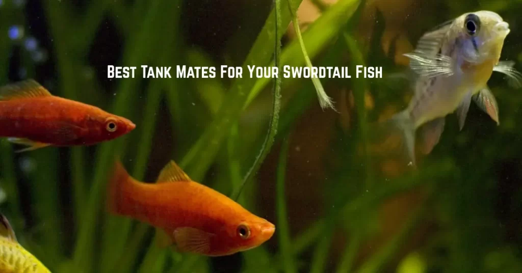 Best Tank Mates For Your Swordtail Fish