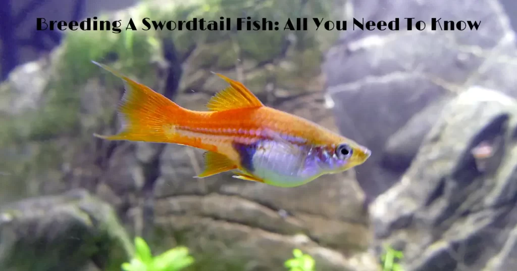 Breeding A Swordtail Fish