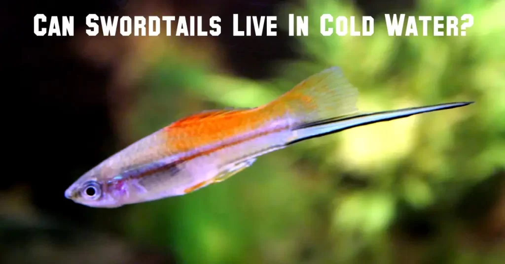 Can Swordtails Live In Cold Water?