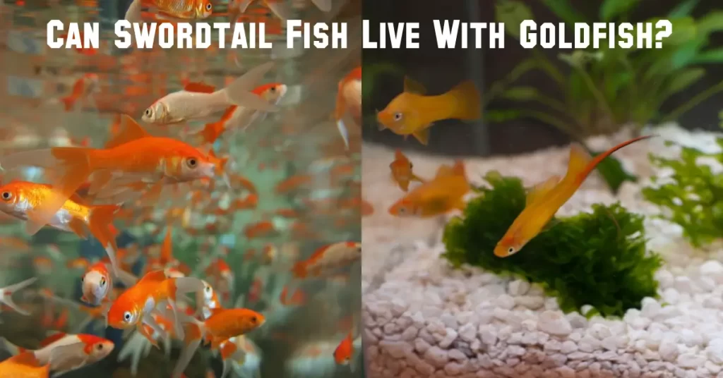 Can Swordtail Fish Live With Goldfish?