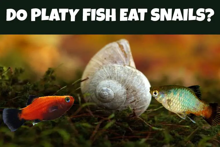 Do platy fish eat snails