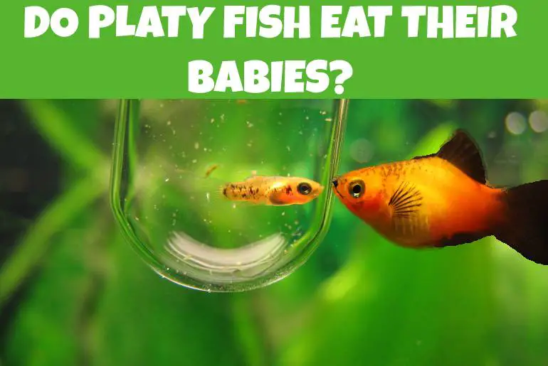 do platy fish eat their babies