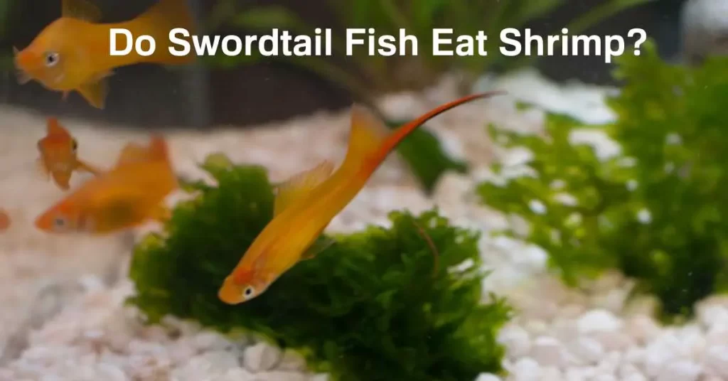 Do Swordtail Fish Eat Shrimp