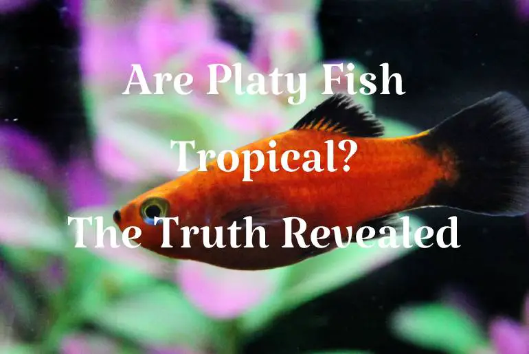 Are Platy Fish Tropical