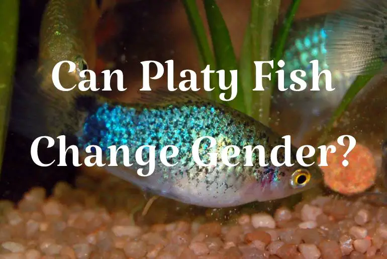 Can Platy Fish Change Gender