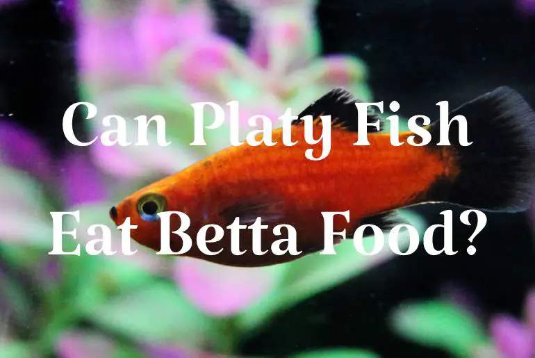 Can Platy Fish Eat Betta Food