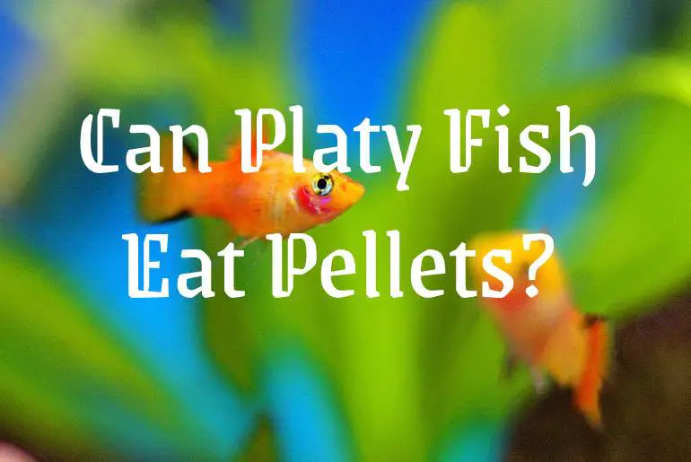 Can Platy Fish Eat Pellets?