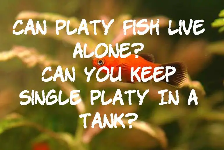 Can Platy Fish Live Alone? Can You Keep Single Platy In A Tank?