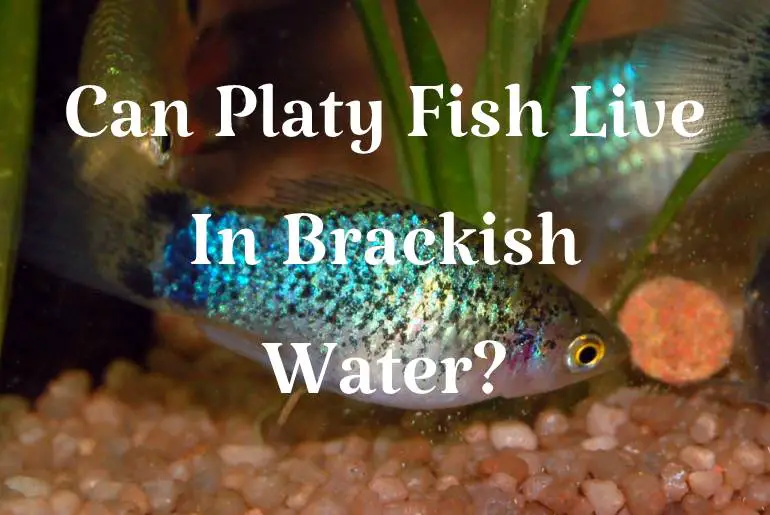 Can Platy Fish Live In Brackish Water