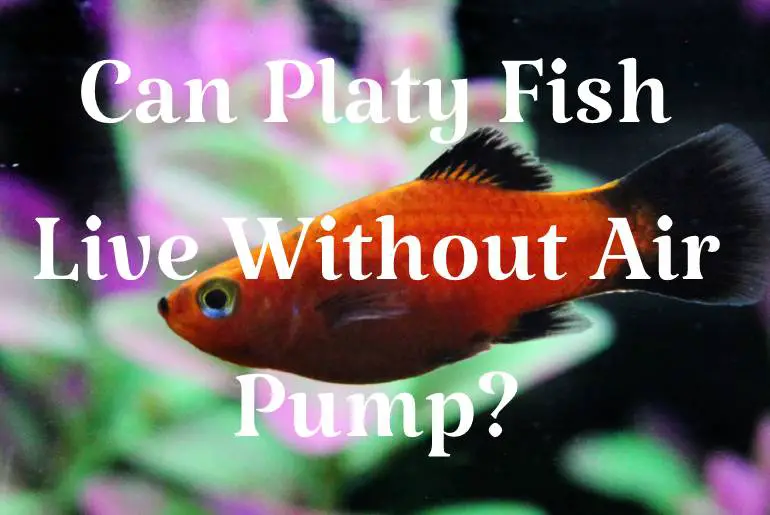 Can Platy Fish Live Without Air Pump