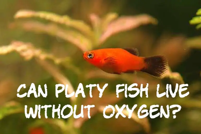 Can Platy Fish Live Without Oxygen