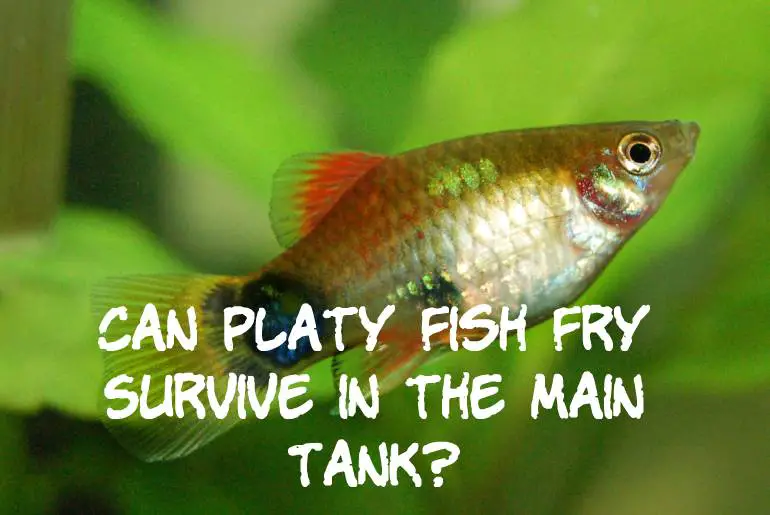 Can Platy Fry Survive in the Main Tank?