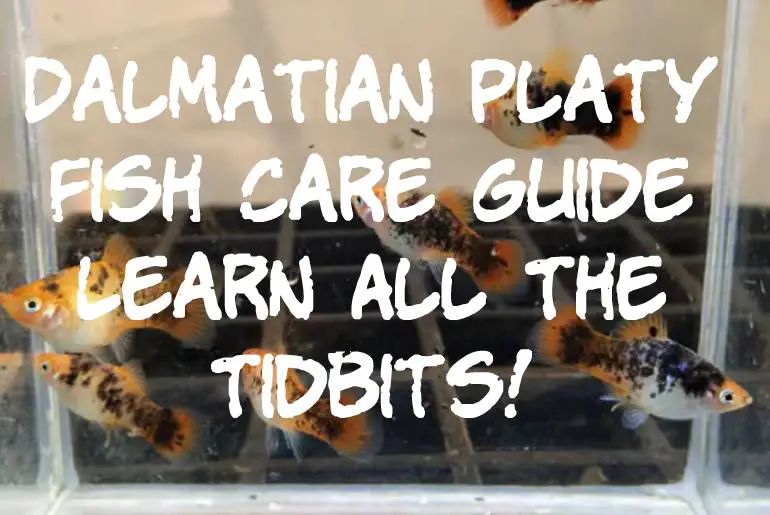Dalmatian Platy Fish Care Guide | Learn All The Tidbits!