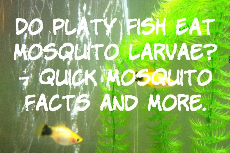 Do Platy Fish Eat Mosquito Larvae