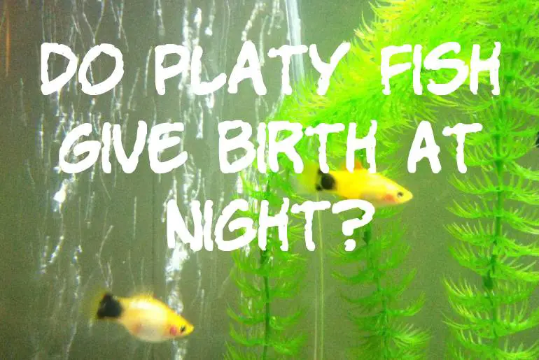 Do Platy Fish Give Birth At Night?