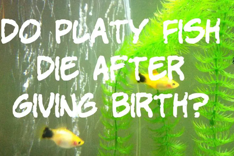 Do Platy Fish Die After Giving Birth