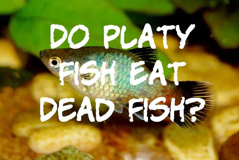 Do Platy Fish Eat Dead Fish