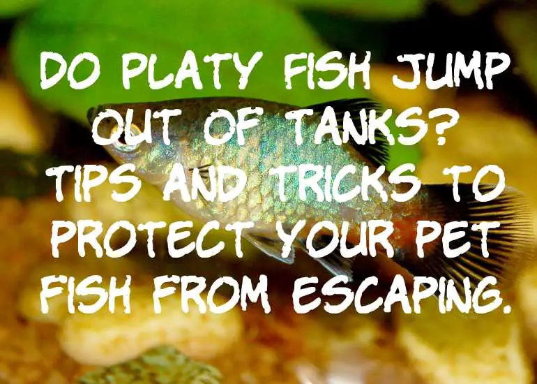 Do Platy Fish Jump Out Of Tanks?