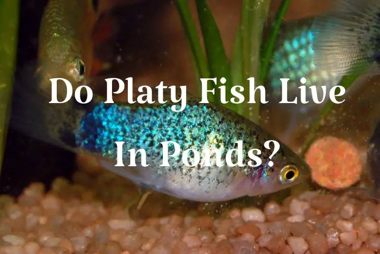 Do Platy Fish Live In A Pond