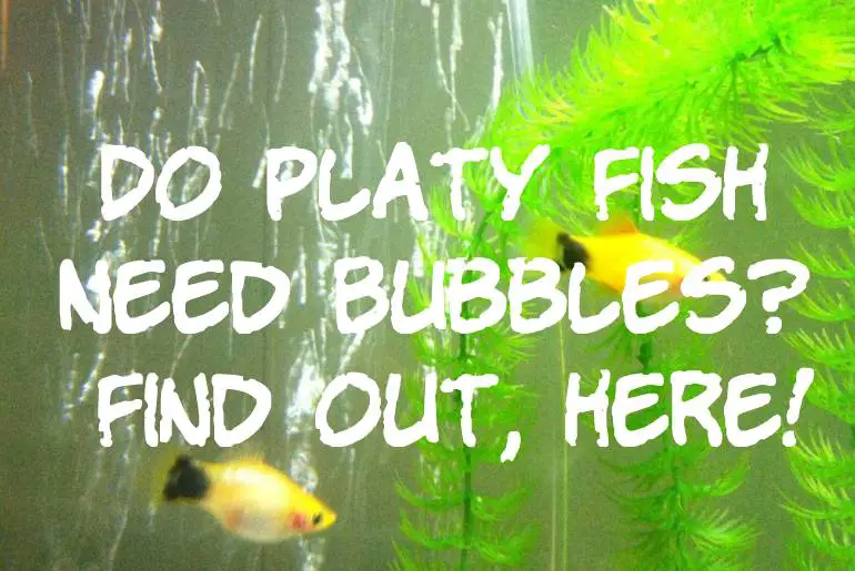 Do Platy Fish Need Bubbles? Find out, here!