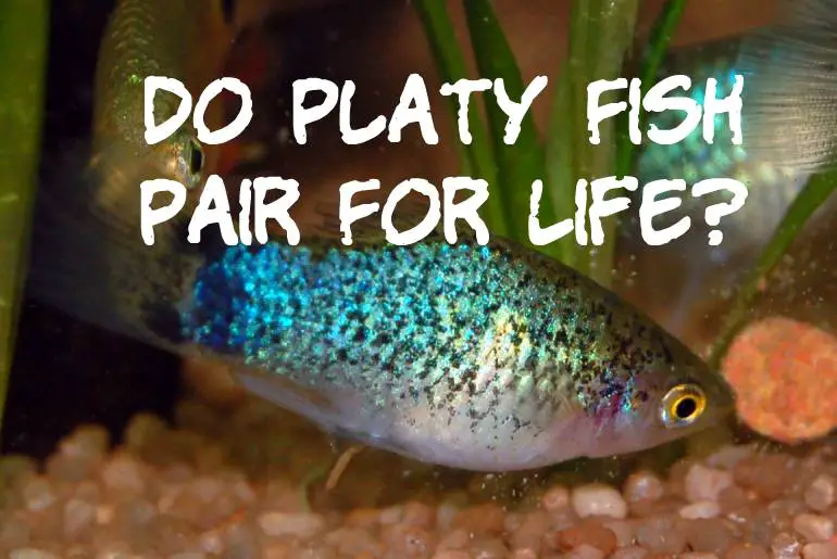 Do Platy Fish Pair For Life?