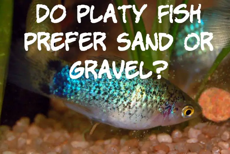 Do Platy Fish Prefer Sand Or Gravel